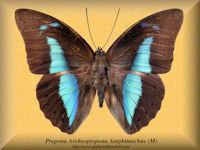 334-butterfly-Prepona-Archeoprepona-Amphimachus-(M)-Peru